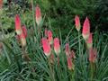  Red hot poker